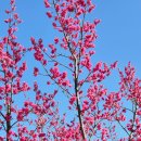 수달생태공원 화장실 | 홍매화 구경 가실라우? 구례 섬진강 수달생태공원 실시간 방문 후기