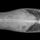 유림동물병원 이미지
