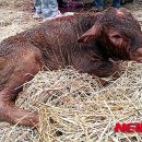 횡성축산업협동조합 이미지