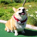 미미네강아지 이미지