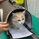 개 이쁜 애견미용샵 이미지