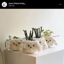 링크애견샵 이미지
