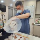 명성동물병원 | 첨단2지구동물병원 심장 전문에서 알려주는 감기와 심장병 구분법