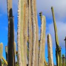 란사로테 이미지