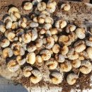 장작골농장 이미지