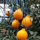 준이네농장 이미지