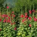 부영농원 이미지