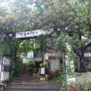 민들레영토