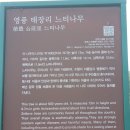 영풍 태장리 느티나무 이미지
