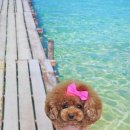 탑동물병원 이미지