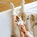 행복켄넬 이미지