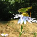 베짱이청소