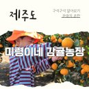 광이농장 | 서귀포 가볼만한곳 감귤체험｜만원 이하 미령이네 감귤농장 솔직 후기