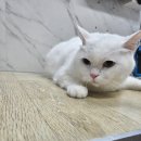 개밥주는고양이