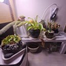 토이랜드 | ★홈플러스 센텀시티점 2층 토이랜드 레고 굿즈 방문 후기★