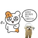 아주(아) | 마이펫페어 물품 후기(송도 펫페어)