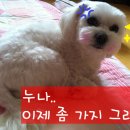 '루카'네 + 돔이네 여섯번째소식♥♥♥ - 도넛방석의 근황과 쓰임새 ㅋㅋㅋㅋ 이미지