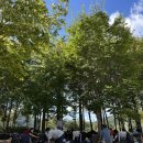 한반도섬 | [양구한반도섬] 야외요가 출강 후기🌿