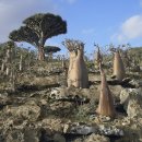 세계의 명소와 풍물 - 예멘, 소코트라섬(Socotra Island) 이미지