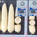 제이케이유통 | 팔도찰 옥수수 품종 이야기