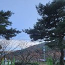 비밀의 정원 | 부산근교 청도캠핑장 사이트 넓은 비밀의 정원 캠핑장 후기 (전사이트,명당 )