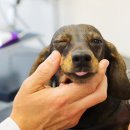 씽씽 동물의료센터 이미지