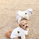 노라도라 이미지