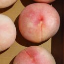 영천별빛굼벵이농장 | 여름 복숭시 생각 - 2025 복숭아 기록 🍑 ing 🐷