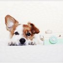 드림독 강아지분양 안심분양센터 부천점 이미지