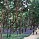 금오산_숲길(등산)1코스 네이버블로그