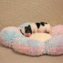 타이니켄넬 이미지