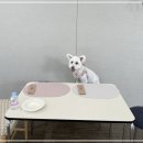 해피애견 | 공주 애견 동반 카페 해피댄스스튜디오 투어 후기!