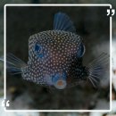 대해복어식당 이미지