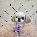 개이뻐 | 포천 강아지미용 잘하는곳 개이뻐 로또 연금이 미용