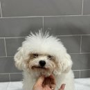 퍼피포유 이미지