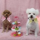 꿀강아지 테리하우스 이미지