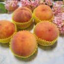 청도청과 이미지