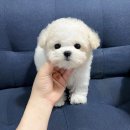 충남염소협회 | 성정동강아지무료분양 비숑프리제