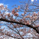 엉클스파스타 | 4월 첫째주)🌸2026 군산 은파벚꽃야시장🌸|실시간 현황 후기, 주차장, 먹거리