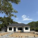 풀돌나무 이미지