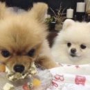 강아지나라 이미지