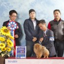 베스트 인 쇼 이미지