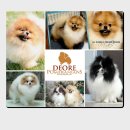 디오레 포메라니안 이미지