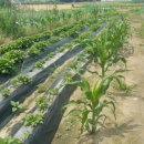 아멘농장 이미지