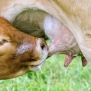 젖소목장 이미지