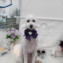 왕왕애견샵 이미지