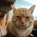 곰섬파라다이스2 이미지