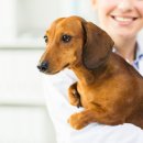 마스터 동물의료센터 이미지