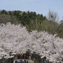 남한산성 | 4월 14일 남한산성 벚꽃 드라이브 후기(ft.식당 카페 정보)