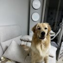 우리메디 | 살이 붙은 우리 강아지 체지방 관리, 메디퍼피 체지방 영양제 급여 후기